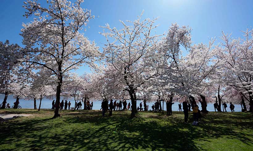 Cherry-blossom-season-in-DC